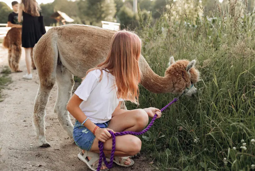 Alpaka-Wanderung - Sommerurlaub in Eben Pongau Alpaka-Wanderung - Sommerurlaub in Eben Pongau